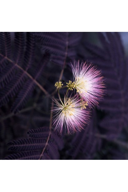 Albizia julibrissin Summer Chocolate квіти